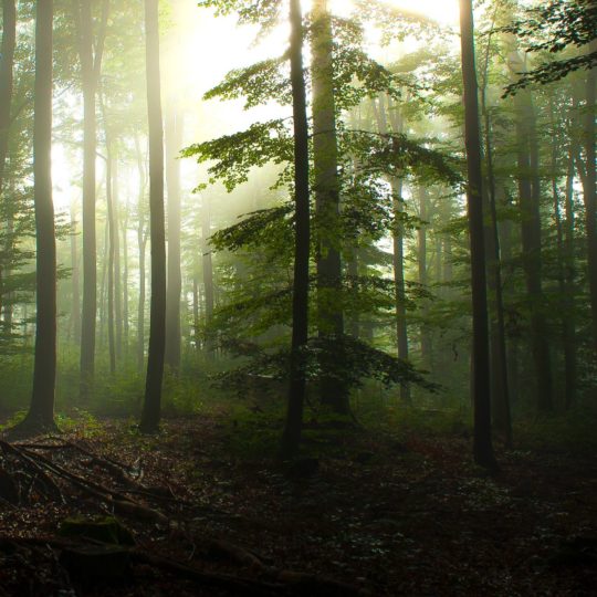 paisaje forestal Fondo de Pantalla SmartPhone para Android