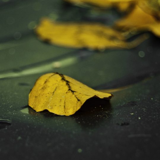 hojas caídas amarillo natural Fondo de Pantalla SmartPhone para Android