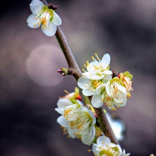 blanco natural de la flor Fondo de Pantalla SmartPhone para Android