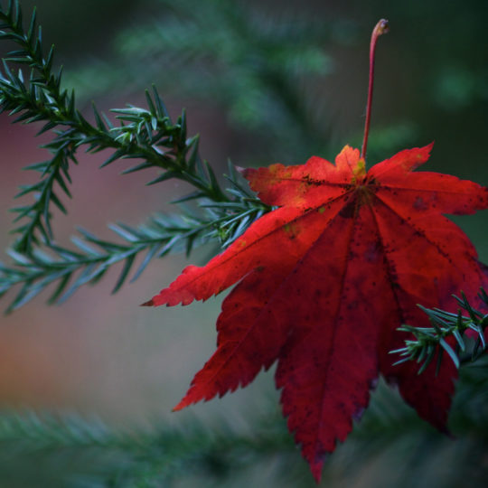 otoño natural hojas verde rojo Fondo de Pantalla SmartPhone para Android