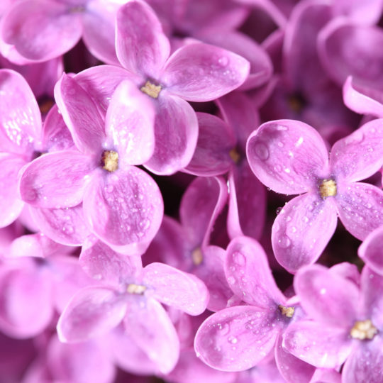 Flor natural púrpura Fondo de Pantalla SmartPhone para Android