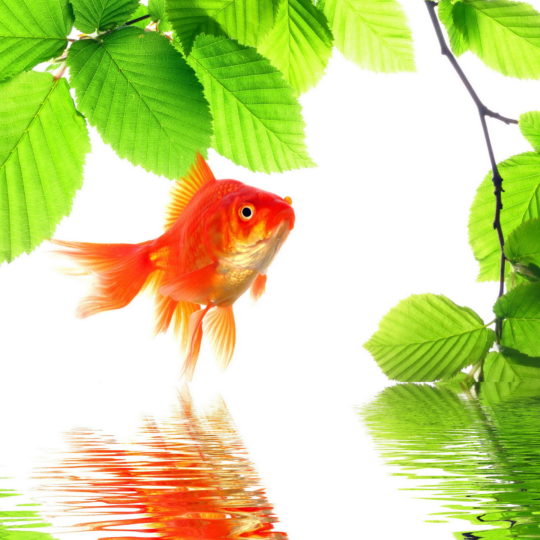 Peces de colores rojo verde Fondo de Pantalla SmartPhone para Android