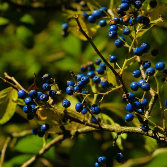 Arándano azul-verde Fondo de Pantalla SmartPhone para Android