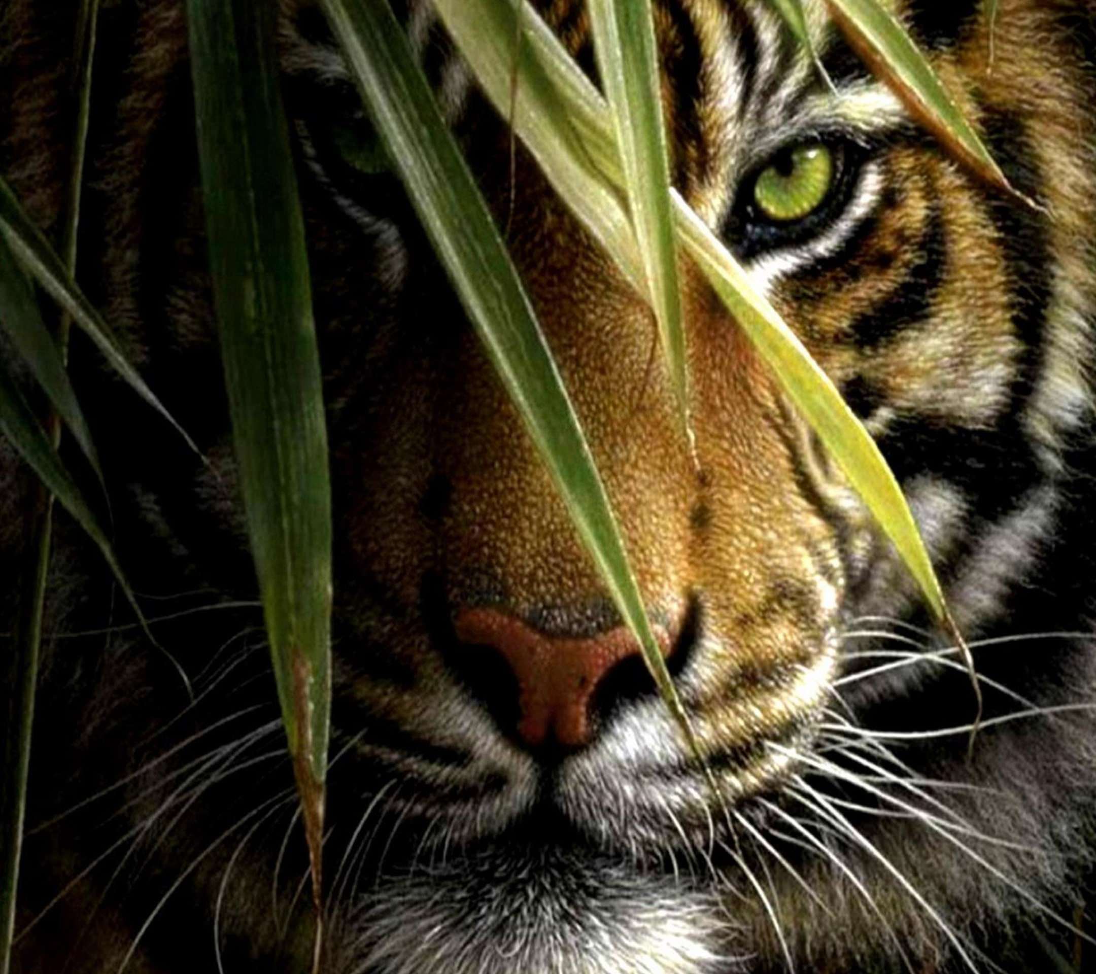 tigre Animal wallpaper.sc Android