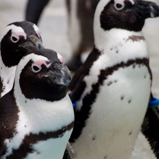 pingüino Animal Fondo de Pantalla SmartPhone para Android