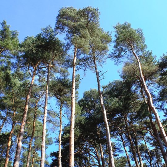 cielo paisaje de árboles forestales Fondo de Pantalla SmartPhone para Android