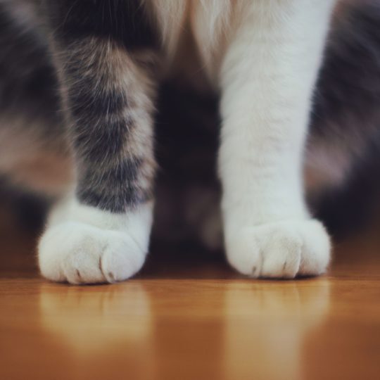 la mano del gato Animal Fondo de Pantalla SmartPhone para Android