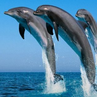 delfín Animal Fondo de Pantalla de Apple Watch