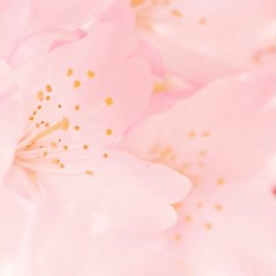 Flor natural de color rosa Fondo de Pantalla de Apple Watch