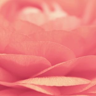 Flor natural de color rosa Fondo de Pantalla de Apple Watch