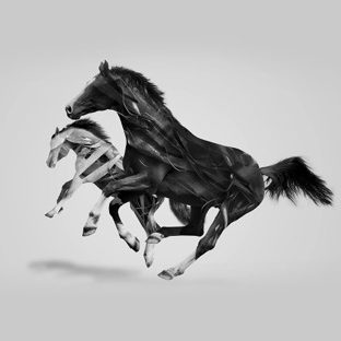 animal caballo Fondo de Pantalla de Apple Watch
