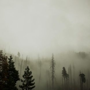 paisaje de bosque oscuro Fondo de Pantalla de Apple Watch