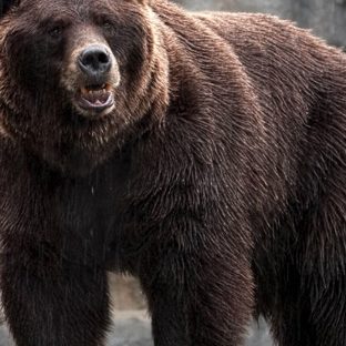 oso Animal Fondo de Pantalla de Apple Watch