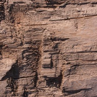 pared árbol marrón Fondo de Pantalla de Apple Watch