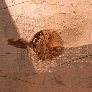 pared árbol marrón Fondo de Pantalla de Apple Watch