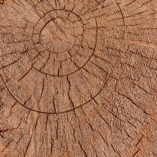 pared árbol marrón Fondo de Pantalla de Apple Watch