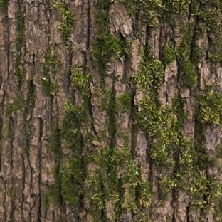 marrón árbol verde musgo Fondo de Pantalla de Apple Watch