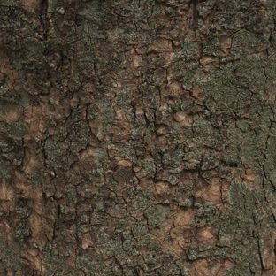 marrón árbol verde musgo Fondo de Pantalla de Apple Watch