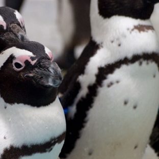 pingüino Animal Fondo de Pantalla de Apple Watch