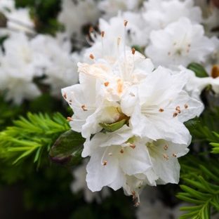 flores blancas Fondo de Pantalla de Apple Watch