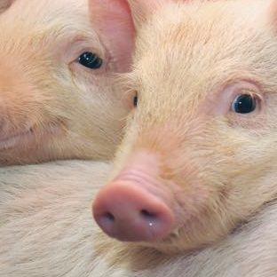 Cerdo melocotón animales Fondo de Pantalla de Apple Watch