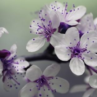 Planta flores púrpura blanca Fondo de Pantalla de Apple Watch
