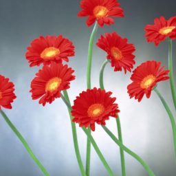 Rojo naturales de la Flor iPad / Air / mini / Pro Wallpaper