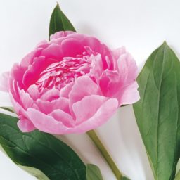 Flor color de rosa naturales de iPad / Air / mini / Pro Wallpaper