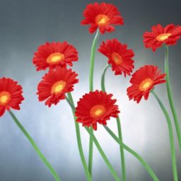 Rojo naturales de la Flor iPad / Air / mini / Pro Wallpaper