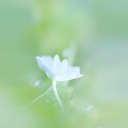 blanco natural de la flor iPad / Air / mini / Pro Wallpaper