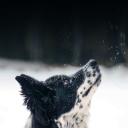 la nieve del perro de animal iPad / Air / mini / Pro Wallpaper