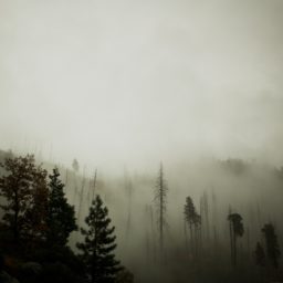 paisaje de bosque oscuro iPad / Air / mini / Pro Wallpaper