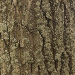 marrón árbol verde musgo iPad / Air / mini / Pro Wallpaper