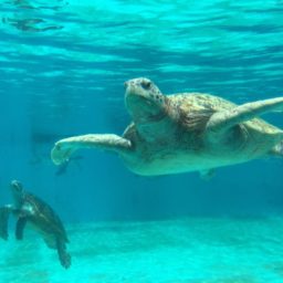 azul tortuga marina Animal iPad / Air / mini / Pro Wallpaper