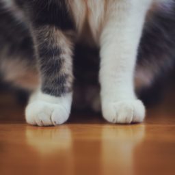 la mano del gato Animal iPad / Air / mini / Pro Wallpaper
