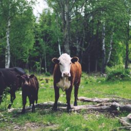 el ganado de los animales del bosque paisaje iPad / Air / mini / Pro Wallpaper