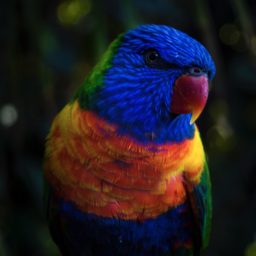 Pájaro colorido animal azul iPad / Air / mini / Pro Wallpaper