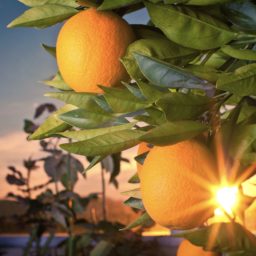 Naranja de la fruta verde paisaje campana iPad / Air / mini / Pro Wallpaper