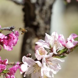 Paisaje abejas Sakura iPad / Air / mini / Pro Wallpaper