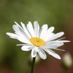 Planta flores blanco iPad / Air / mini / Pro Wallpaper