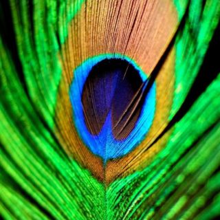 Verde de plumas de animales Fondo de Pantalla de iPhone4s