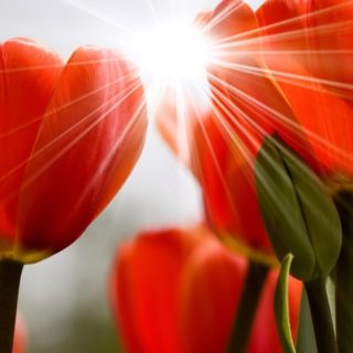 Flor natural rojo Fondo de Pantalla de iPhone4s