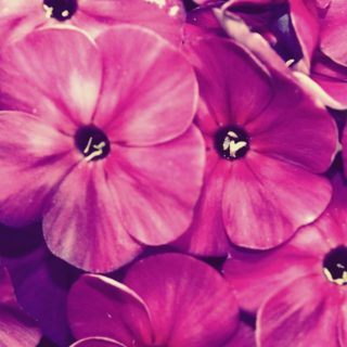 Flor natural púrpura Fondo de Pantalla de iPhone4s