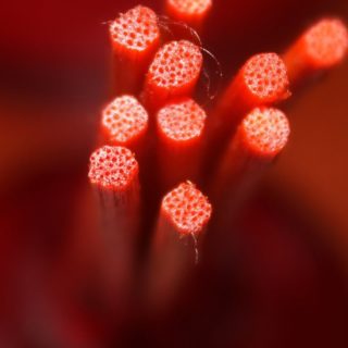 Rojo guay de la fibra Fondo de Pantalla de iPhone4s