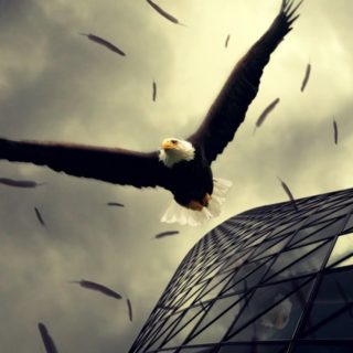 Águila animal Fondo de Pantalla de iPhone4s