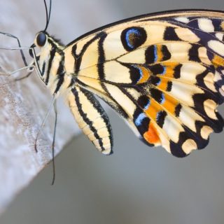 Mariposa animal Fondo de Pantalla de iPhone4s