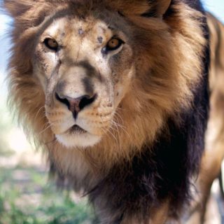 León animal Fondo de Pantalla de iPhone4s