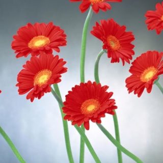 Flor natural rojo Fondo de Pantalla de iPhone4s