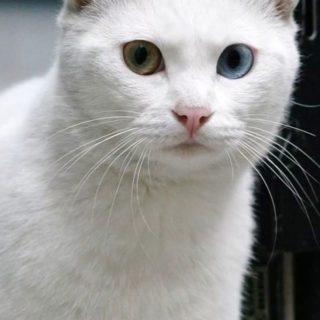  Gato blanco Fondo de Pantalla de iPhone4s