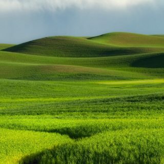 Grassland paisaje verde Fondo de Pantalla de iPhone4s
